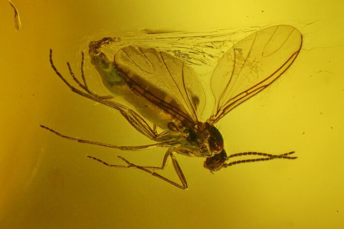 Fossil Fly (Diptera) In Baltic Amber #200043